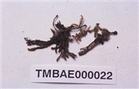 藏品(多毛扭口苔)的圖片